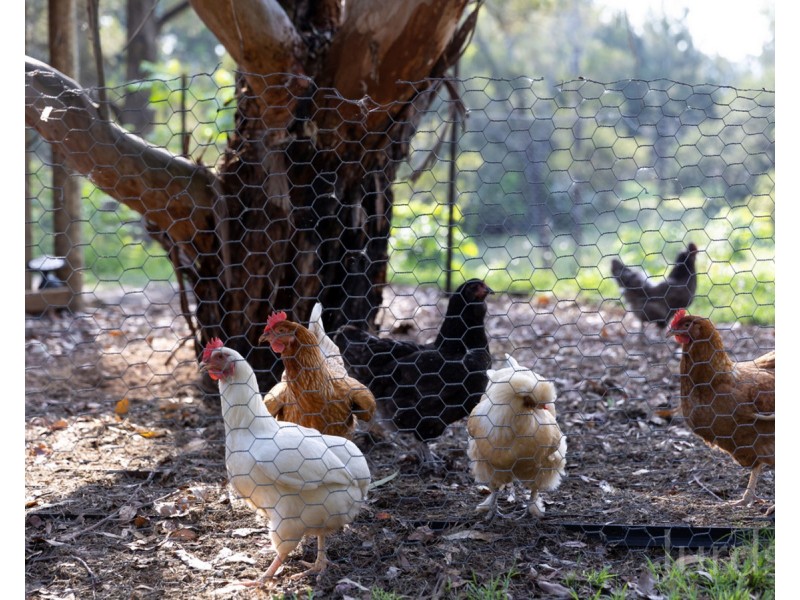 65 Wollombi Street, Broke NSW 2330