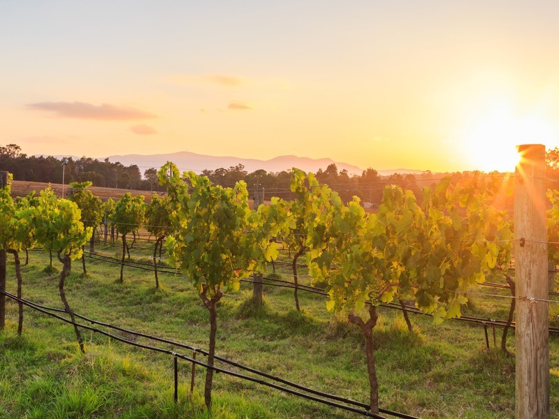 62 Squire Close, Pokolbin NSW 2320