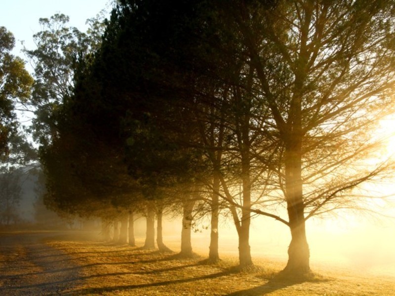 738 Wollombi Road, Broke NSW 2330