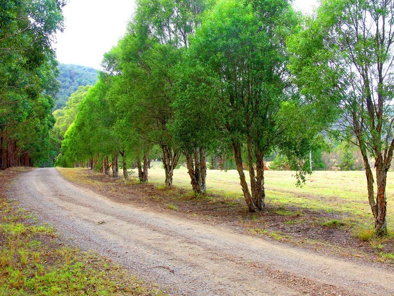 738 Wollombi Road, Broke NSW 2330