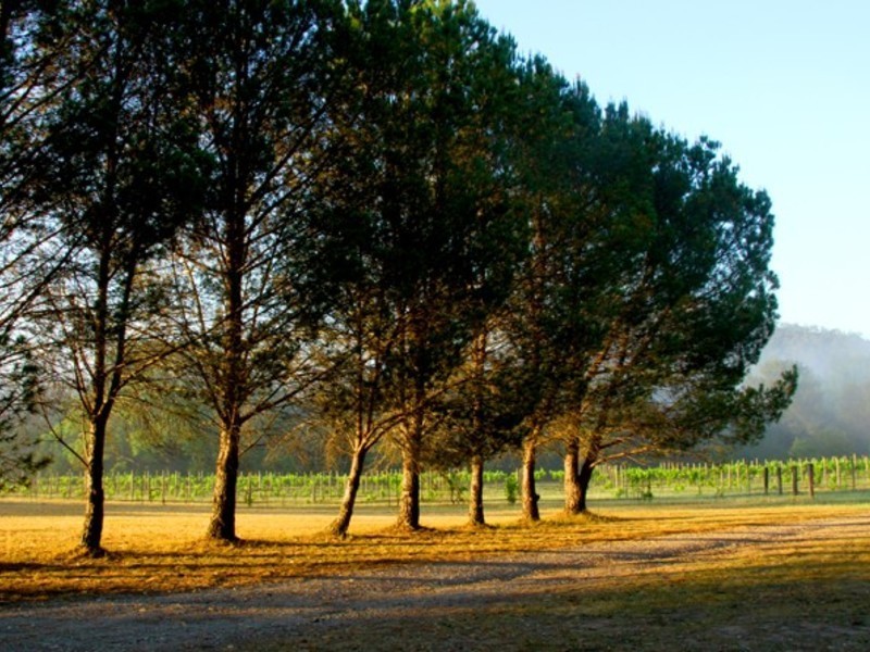 738 Wollombi Road, Broke NSW 2330