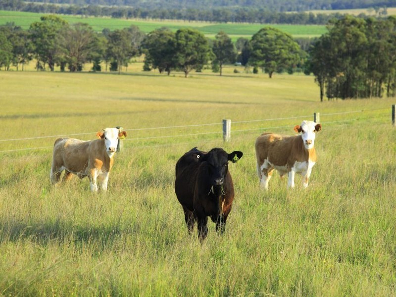 252 Deasys Road, Pokolbin NSW 2320