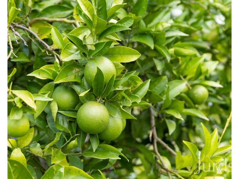 256 Elderslie Road, Branxton NSW 2335