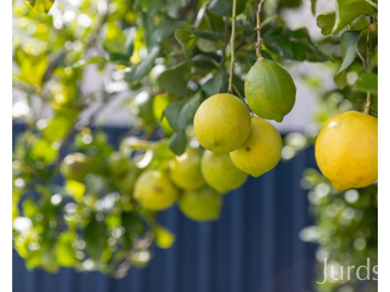 17 Shalimah Street, Cessnock NSW 2325