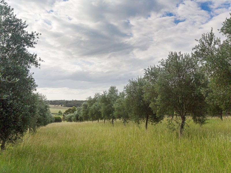 55 Minimbah Drive, Whittingham NSW 2330