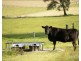 1026 Middle Falbrook Road, Middle Falbrook NSW 2330