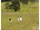 677 Anambah Road, Gosforth NSW 2320