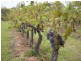 Lovedale NSW 2325