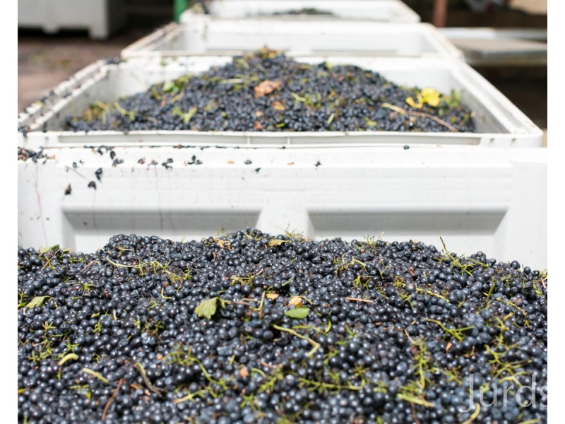 463 & 439 Deaseys Road, Pokolbin NSW 2320