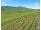 119 & 139 Mistletoe Lane, Pokolbin NSW 2320