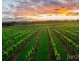 Lovedale NSW 2325