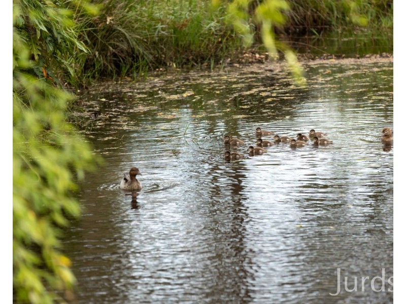 36 Lakes Folly Drive, Branxton NSW 2335