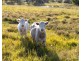 2490C New England Highway, Branxton NSW 2335