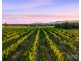 547 Old North Road, Pokolbin NSW 2320