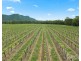 Lot 4 Mistletoe Lane, Pokolbin NSW 2320