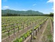 Lot 4 Mistletoe Lane, Pokolbin NSW 2320