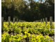 Lot 4 Mistletoe Lane, Pokolbin NSW 2320
