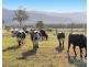 15 Rodd Street, Broke NSW 2330