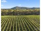 658 De Beyers Road, Pokolbin NSW 2320
