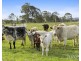 244 Whitings Lane, Quorrobolong NSW 2325