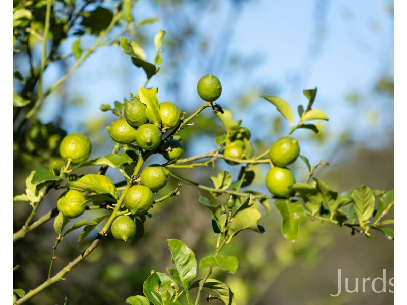 148 De Beyers Road, Pokolbin NSW 2320