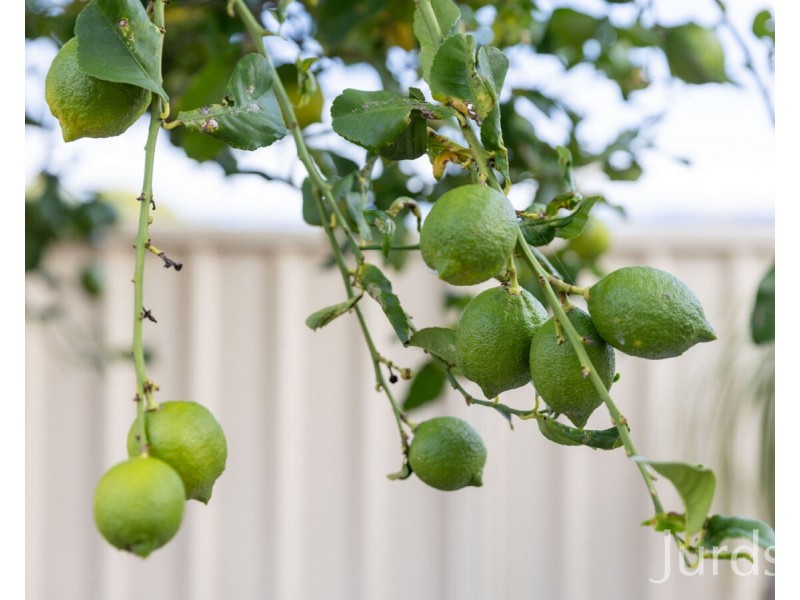 35 O’Shea Circuit, Cessnock NSW 2325