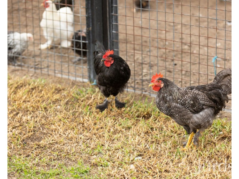 202 Quorrobolong Road, Kitchener NSW 2325