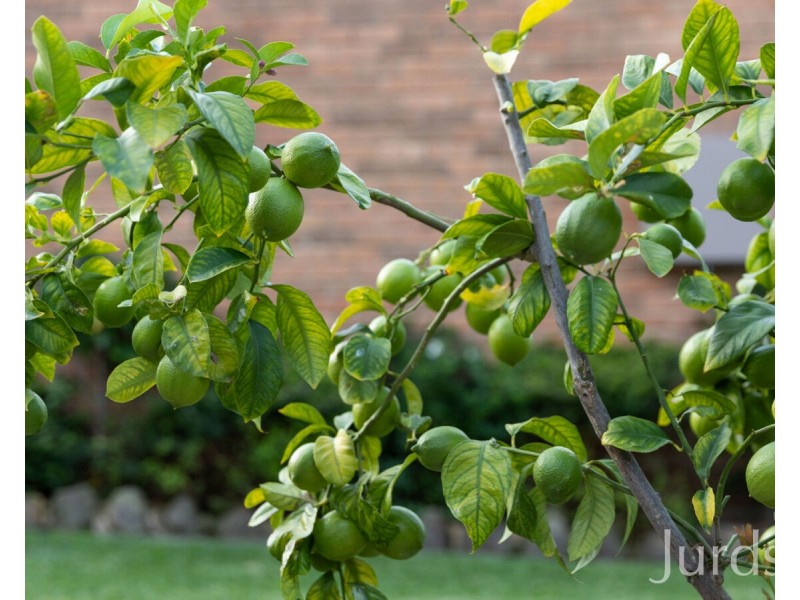 6 Charlton Street, Bellbird NSW 2325