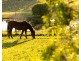 310 Talga Road, Lovedale NSW 2325