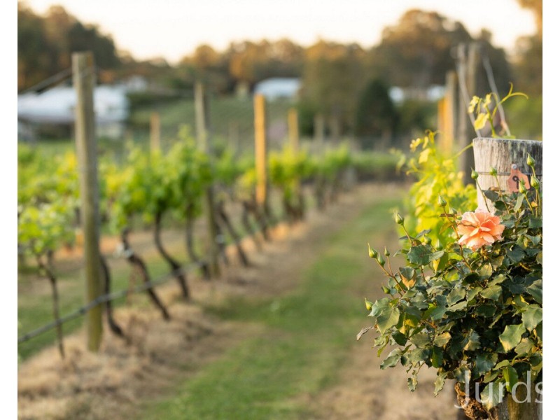 Lot 50 Kelman Estate, 2 Oakey Creek Road, Pokolbin NSW 2320