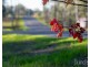 Wisemans Way, Sedgefield NSW 2330