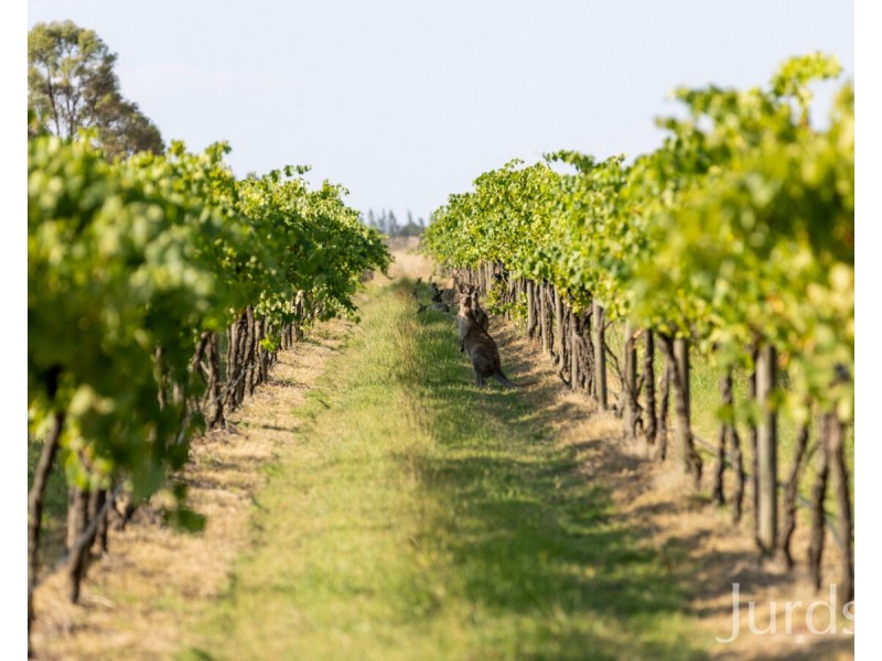 547 Old North Road, Rothbury NSW 2320