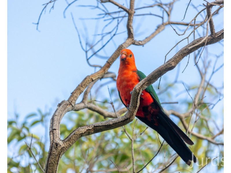 47 Tennant Street, Bellbird NSW 2325