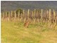 Oakley Lane, Broke NSW 2330