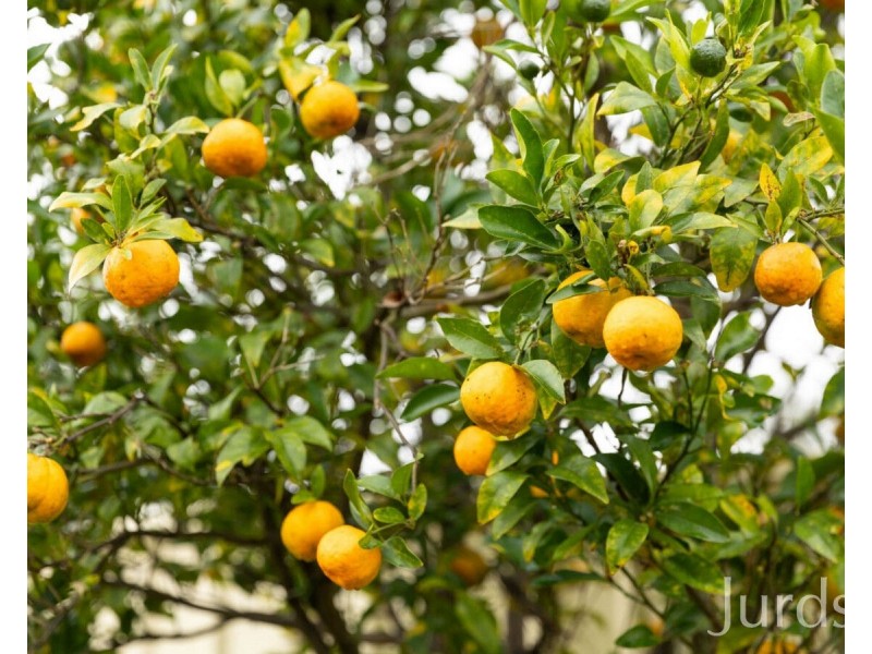 19 Kanowna Avenue, Cessnock NSW 2325