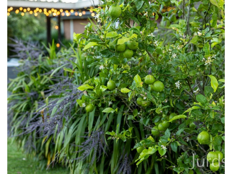 438 Congewai Road, Congewai NSW 2325