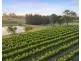 110 Old North Road, Pokolbin NSW 2320