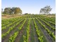 110 Old North Road, Pokolbin NSW 2320