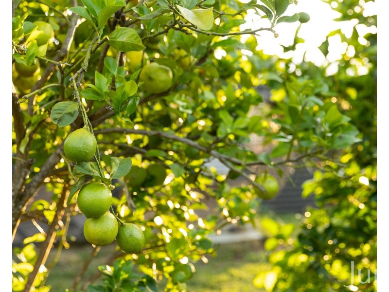 1066 Wollombi Road, Broke NSW 2330