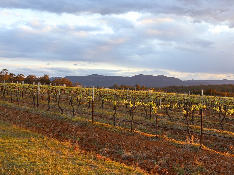 78 Old North Road, Pokolbin NSW 2320