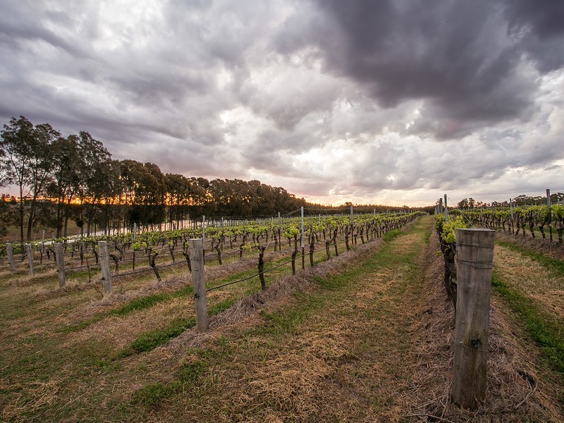 78 Old North Road, Pokolbin NSW 2320