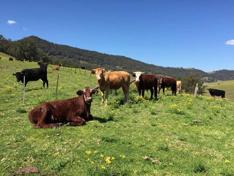 Marshalls Road, Singleton NSW 2330