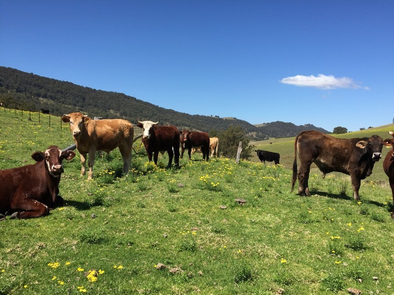 Marshalls Road, Singleton NSW 2330