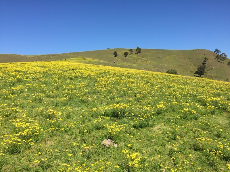 Marshalls Road, Singleton NSW 2330