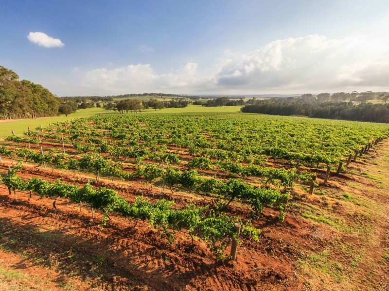 310 Oakey Creek Road, Pokolbin NSW 2320