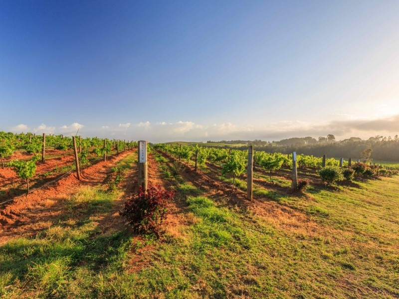 310 Oakey Creek Road, Pokolbin NSW 2320