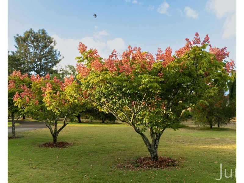 389 Wilderness Road, Lovedale NSW 2325