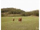 60 Blue Bonnet Road, Lambs Valley NSW 2335