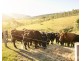 60 Blue Bonnet Road, Lambs Valley NSW 2335