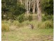 60 Blue Bonnet Road, Lambs Valley NSW 2335
